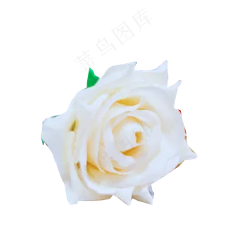 一朵白色玫瑰花免扣图