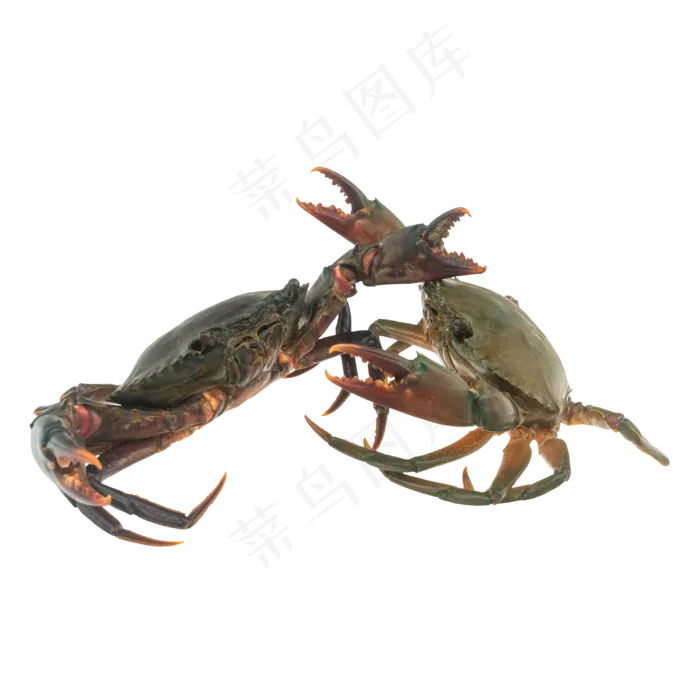 海洋生物活螃蟹花蟹(3000*3000px 300 dpi )ai矢量模版下载