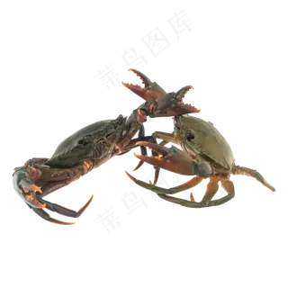海洋生物活螃蟹花蟹