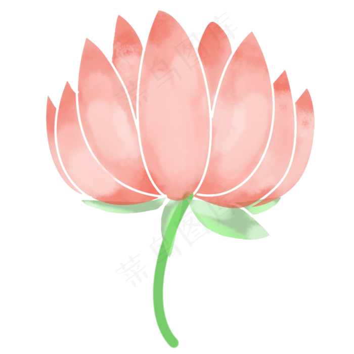 粉色的荷花插画