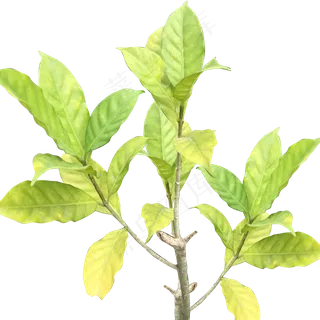 春天绿色清爽树叶