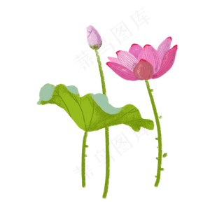 夏季荷花荷叶花骨朵PNG