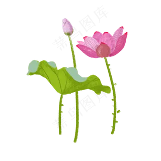 夏季荷花荷叶花骨朵PNG