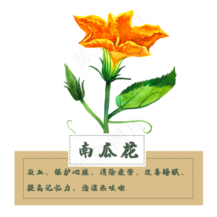 南瓜花花类中草药水彩植物