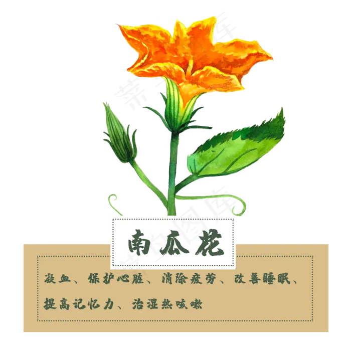南瓜花花类中草药水彩植物(2500X2500(DPI:300))psd模版下载