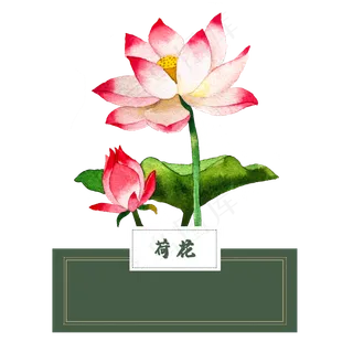 花类中草药水彩荷花夏荷莲