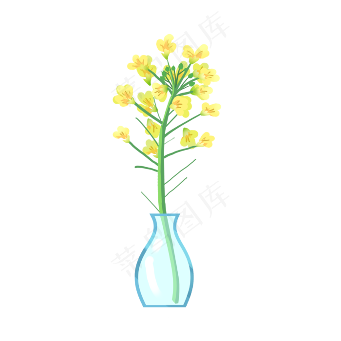 手绘插瓶油菜花插画,免抠元素