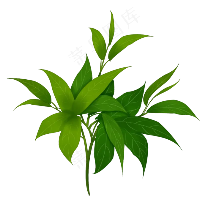 一束绿色茶插图装饰,免抠元素(2000*2000px 300 dpi )psd模版下载