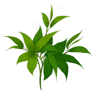 一束绿色茶插图装饰,免抠元素