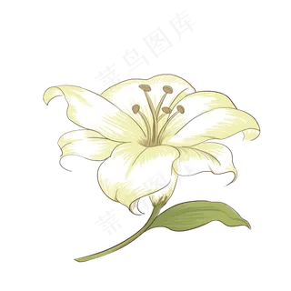 手绘彩铅风百合花元素