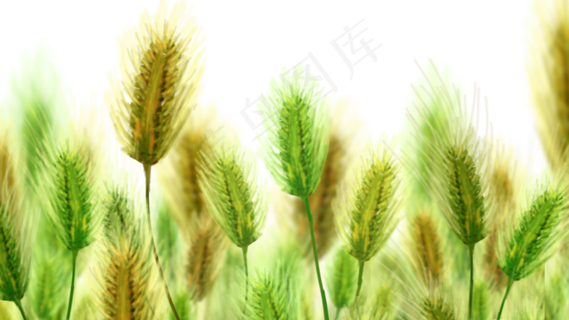 夏季节气小满小麦麦浪麦子手绘插