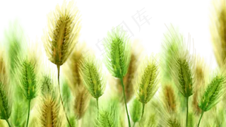 夏季节气小满小麦麦浪麦子手绘插