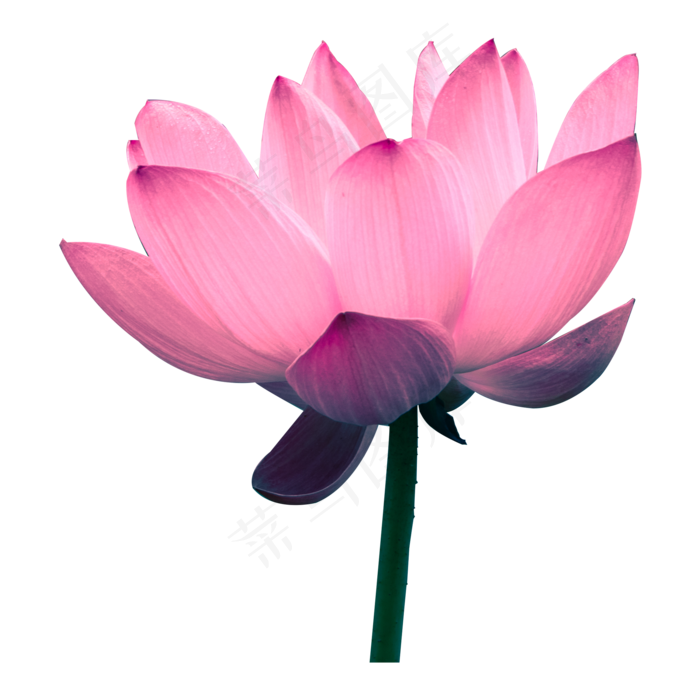荷花莲花
