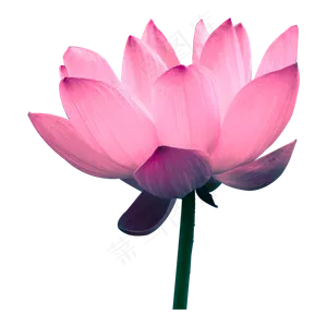 荷花莲花