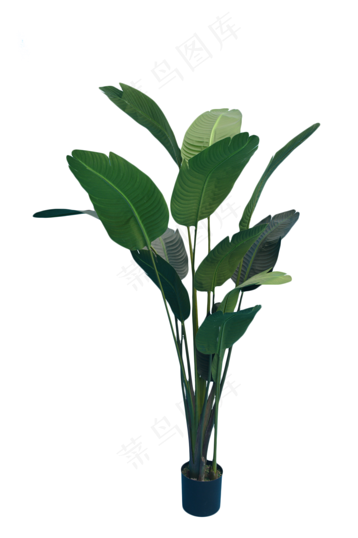 绿色鹤望兰植物,免抠元素