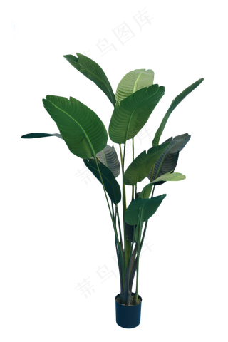 绿色鹤望兰植物,免抠元素