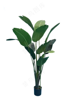 绿色鹤望兰植物,免抠元素 绿色鹤望兰植物,免抠元素