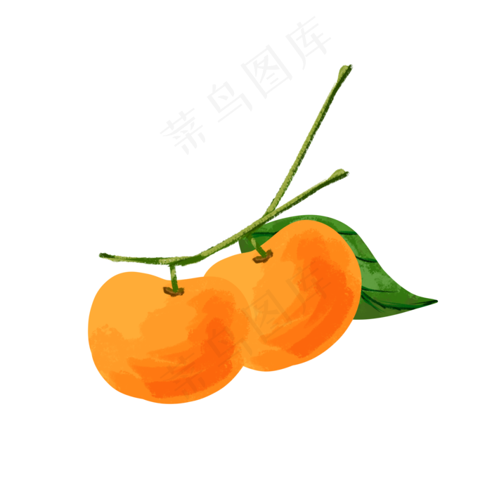 桔子清新味道水果桔子植物生长