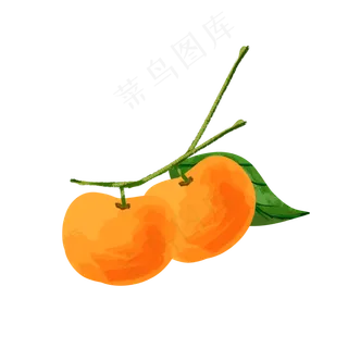 桔子清新味道水果桔子植物生长