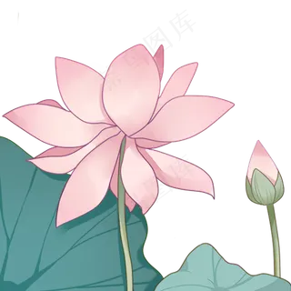 盛开荷叶荷花手绘