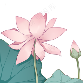 盛开荷叶荷花手绘