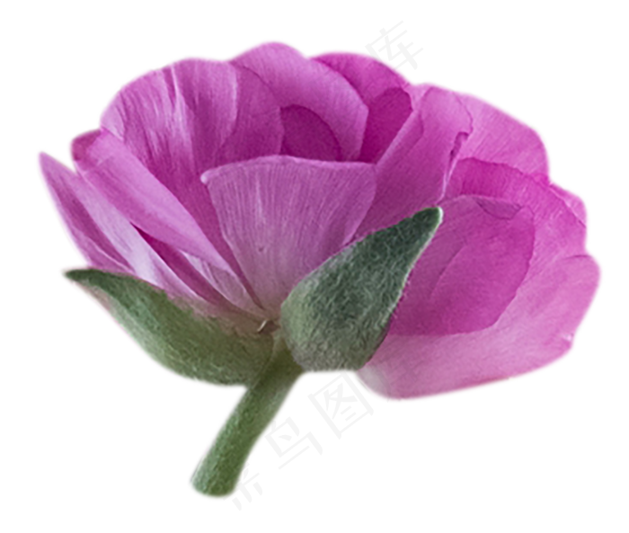 一朵鲜花