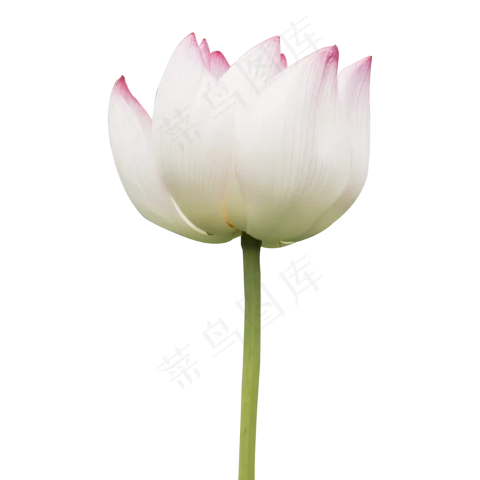 夏季荷花(2500*2500px 300 dpi )