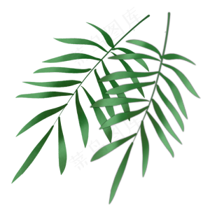 绿色针叶植物