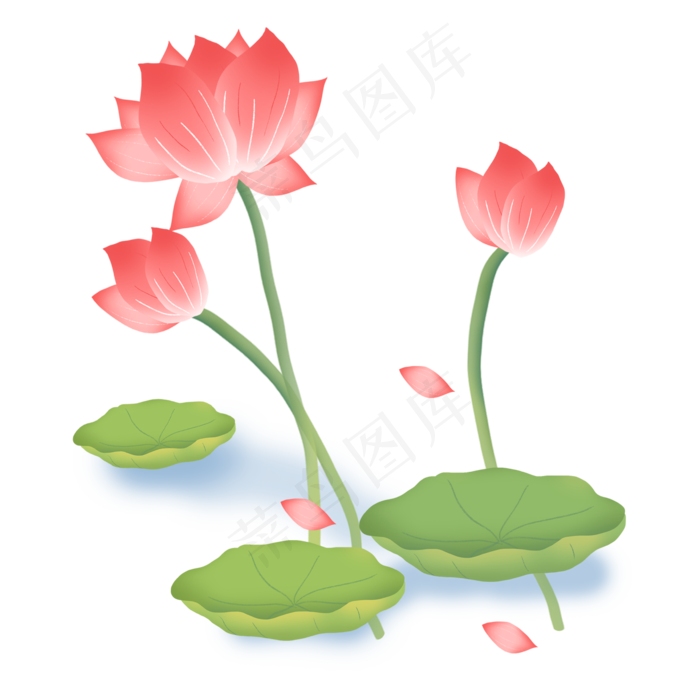 荷花植物花瓣飘落荷叶