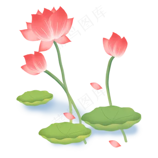 荷花植物花瓣飘落荷叶