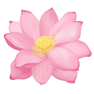 植物类荷花盛开装饰