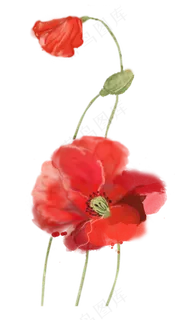 柔软绿植藤蔓花朵虞美人手绘水彩