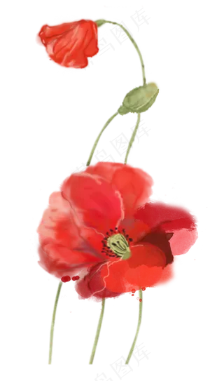 柔软绿植藤蔓花朵虞美人手绘水彩