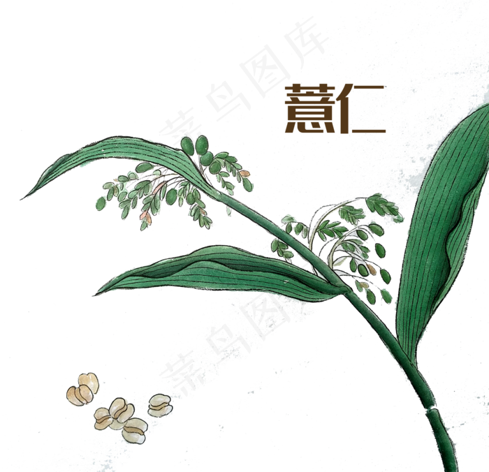 国画中药材薏仁,免抠元素(2000*1932px 300 dpi )psd模版下载