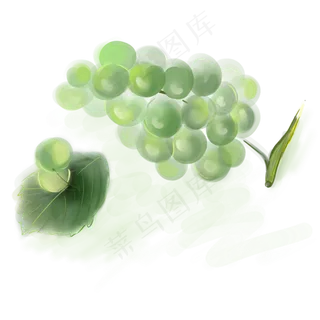 水粉绿色的葡萄 水粉绿色的葡萄