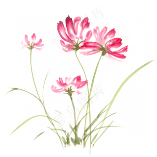 摇曳的格桑花水墨画