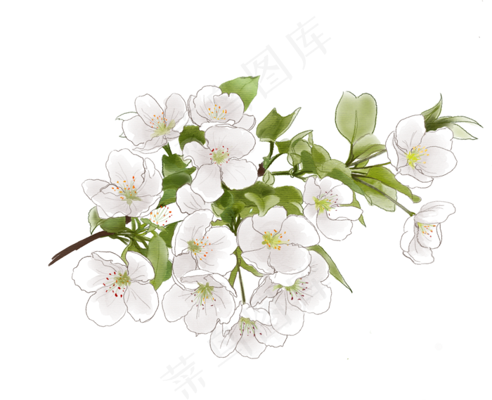 春天素色梨花手绘,免抠元素