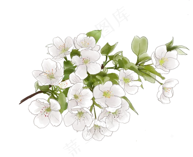 春天素色梨花手绘,免抠元素