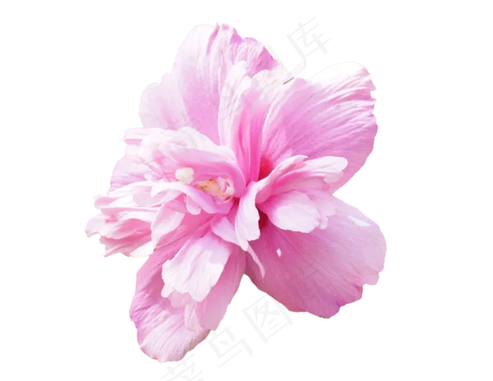 荷花莲子实物