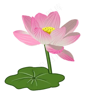 夏季节气荷花荷叶