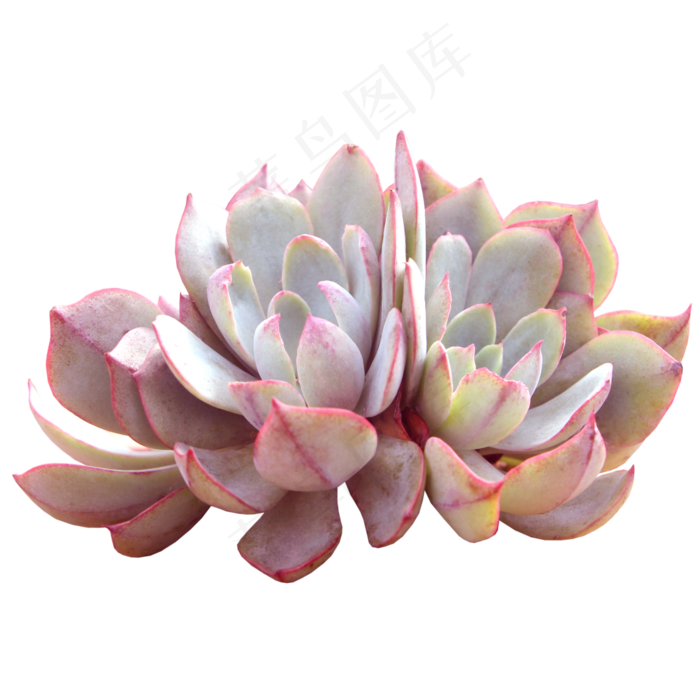 多肉植物,免抠元素