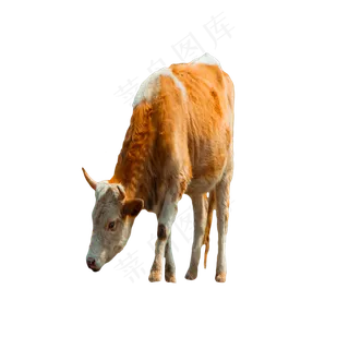 一只吃草的花牛