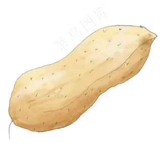 手绘水彩黄色花生png