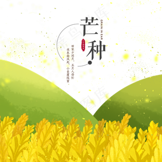 芒种节气青山稻田