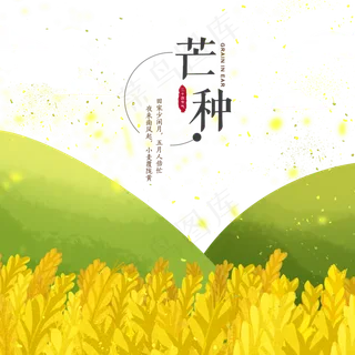 芒种节气青山稻田