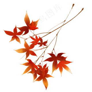 红色枫叶树枝