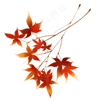 红色枫叶树枝