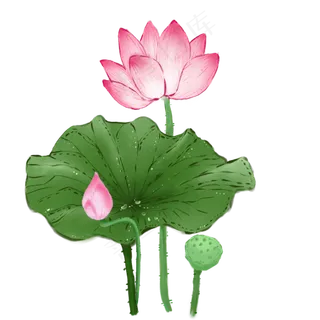 夏日池塘荷花荷叶