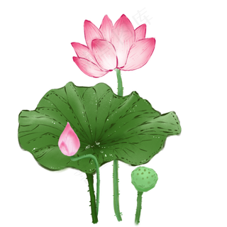 夏日池塘荷花荷叶