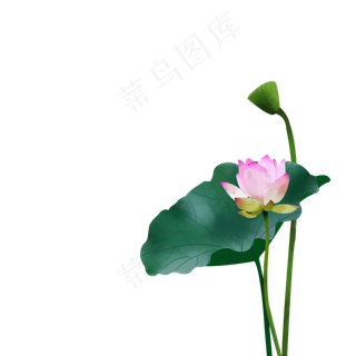 夏日荷叶水彩清新风免费下载